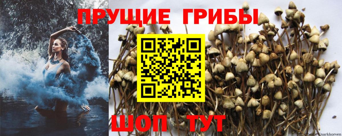 Холмск  Галлюциногенные грибы мицелий  Галлюциногенные грибы мицелий  Вход с VPN 